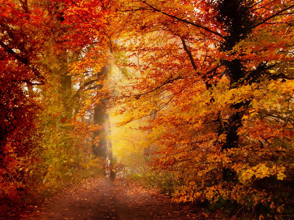 Dry fall leaves