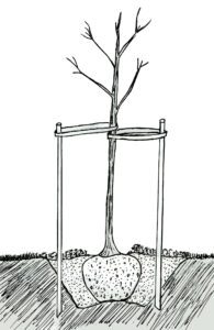 Tree Support and Staking