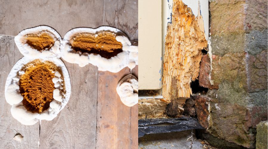 how to repair wood rot