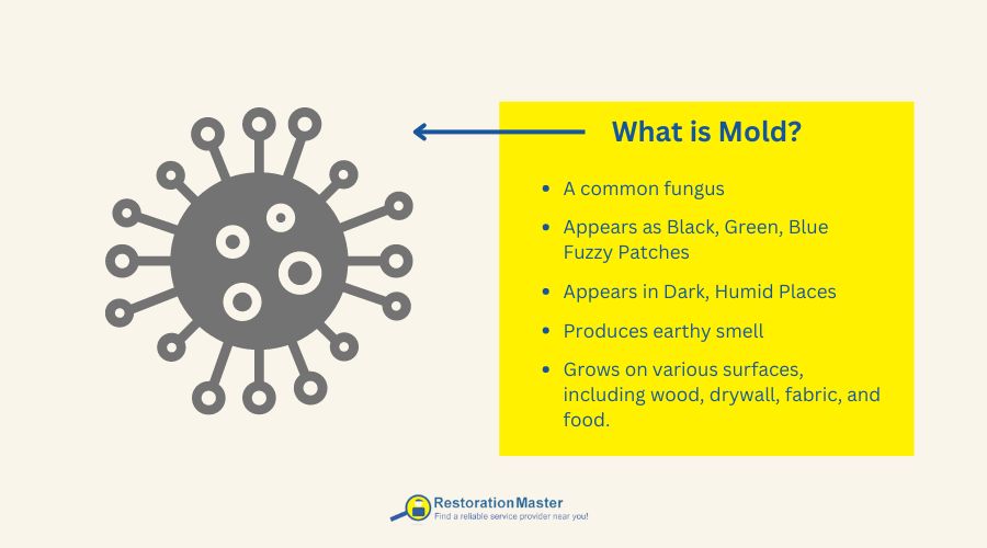 what is mold