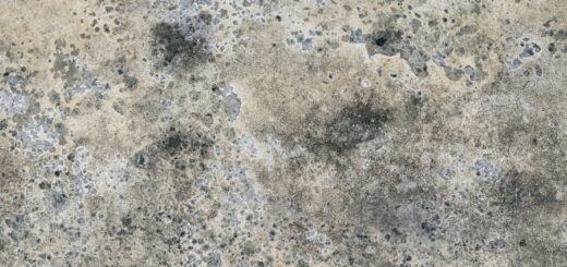 mold spores on concrete wall