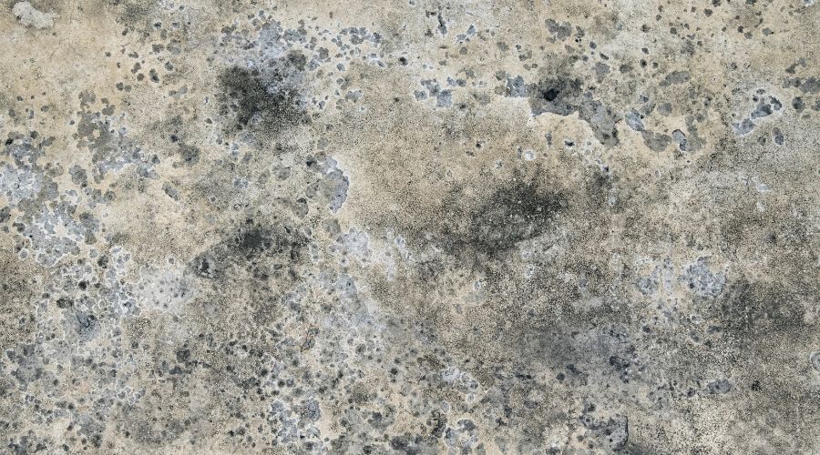 mold spores on concrete wall