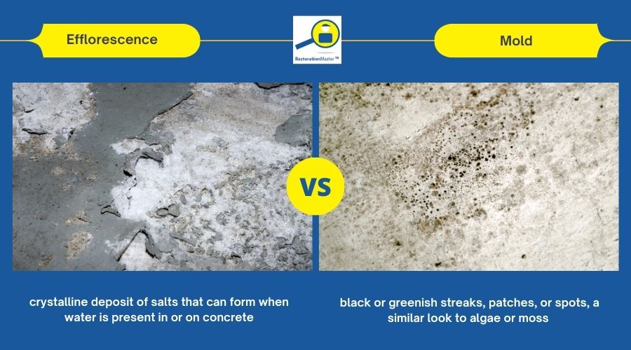 efflorescence vs mold on concrete