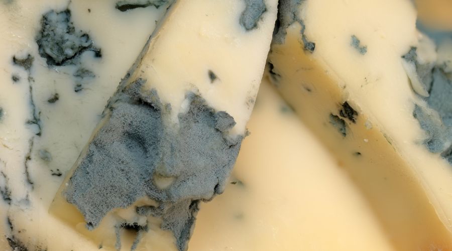 blue mold on cheese