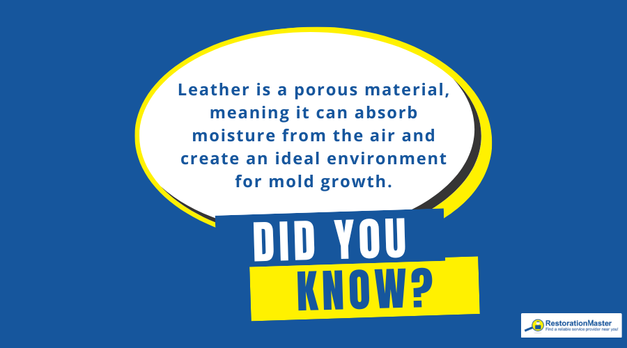 Mold Growth on Leather Facts - RestorationMaster