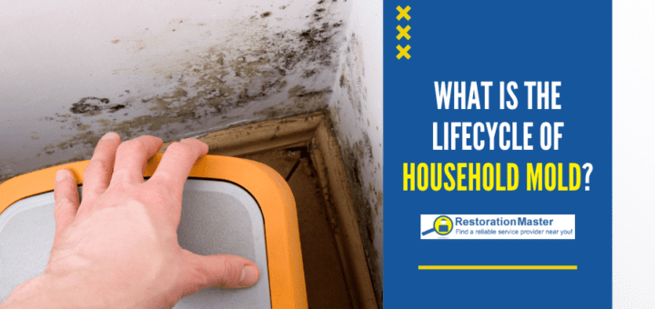 The Lifecycle of Household Mold - RestorationMaster