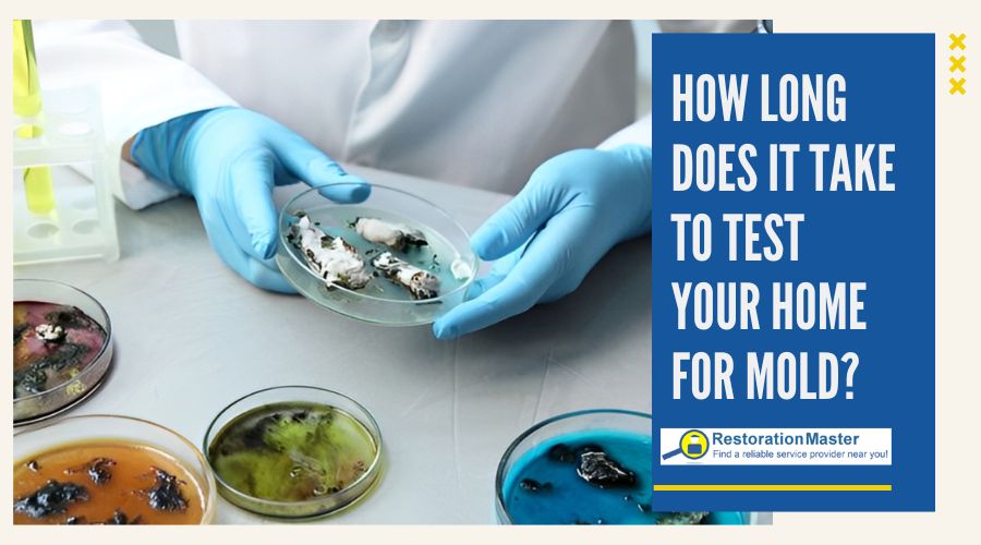 how long does it take to test your home for mold