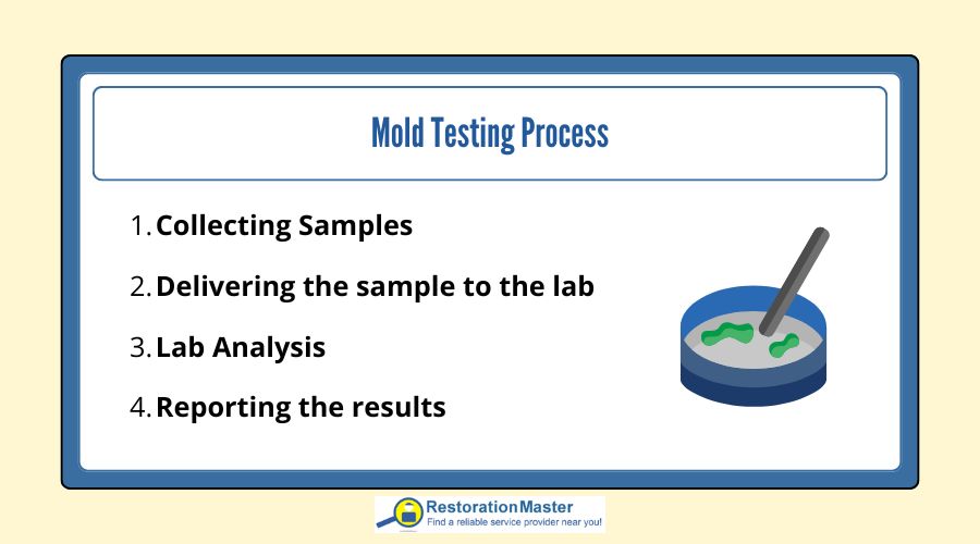 mold-testing-process