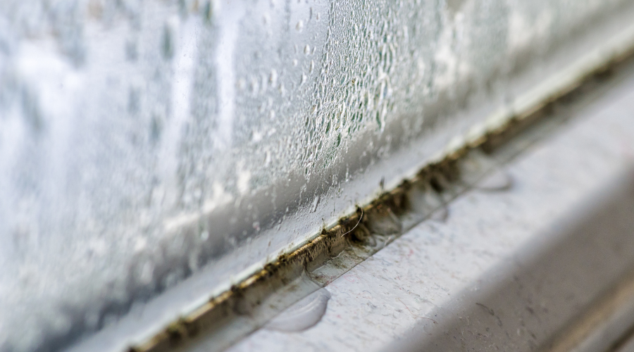 Prevent Mold Growth on Your Windows - RestorationMaster