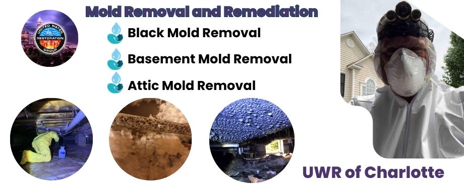 mold-remediation-Riverview, SC