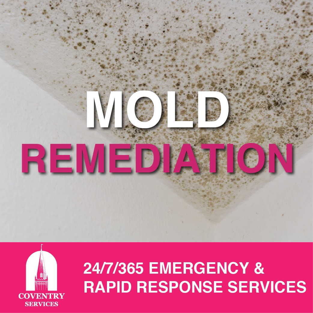 Mold Remediation Services In Rockville Md Black Mold Removal 3296