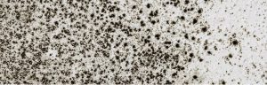 Close Up of Black Mold Spots