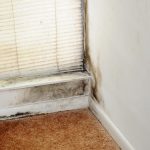 Mold Removal, St. Cloud, MN