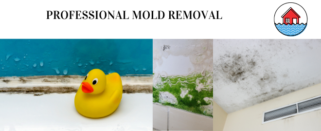 Mold Remediation Services - San Francisco, CA