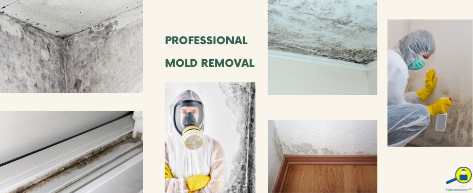 https://restorationmasterfinder.com/san-francisco-ca/wp-content/uploads/sites/39/2023/06/professional-mold-removal-RestorationMater.png