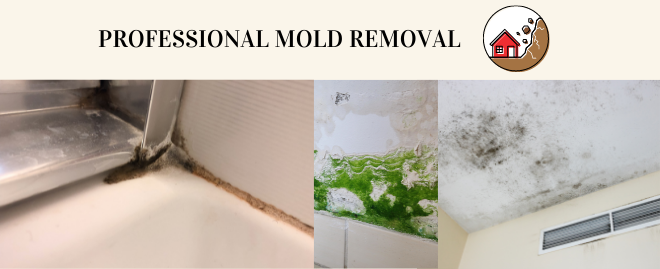 Mold Removal Services - San Jose, CA