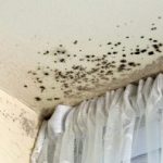 Mold-Removal-Park-Rapids-MN