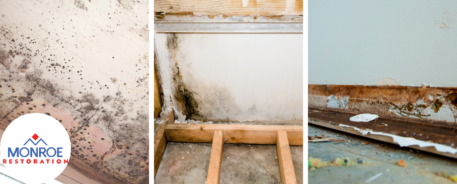mold-removal-South Bend-IN