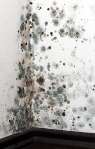 mold removal in spotsylvania va