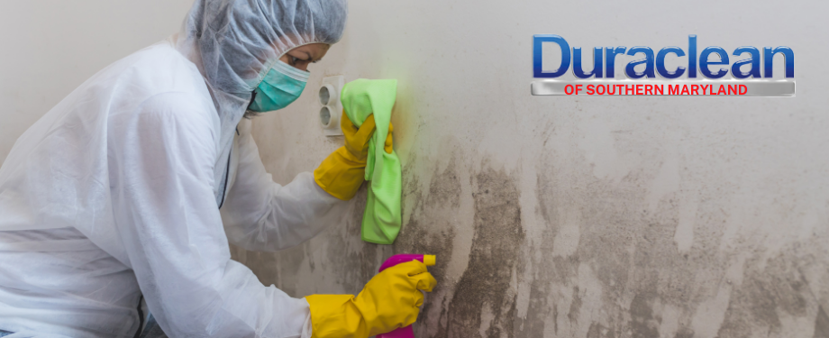 Professional Mold Removal St. Charles, MD