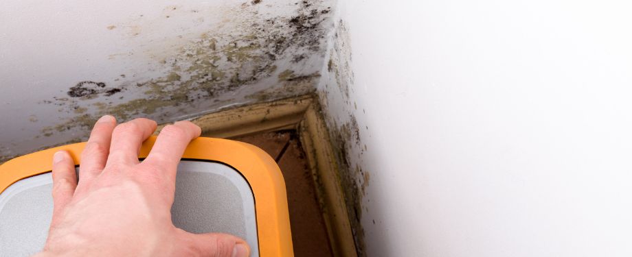 Mold Remediation, Mold Removal Services in St. Johns, FL