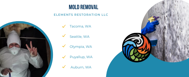 Mold Removal Services in Tacoma, WA