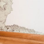 Mold-Remediation-in-Tampa, FL