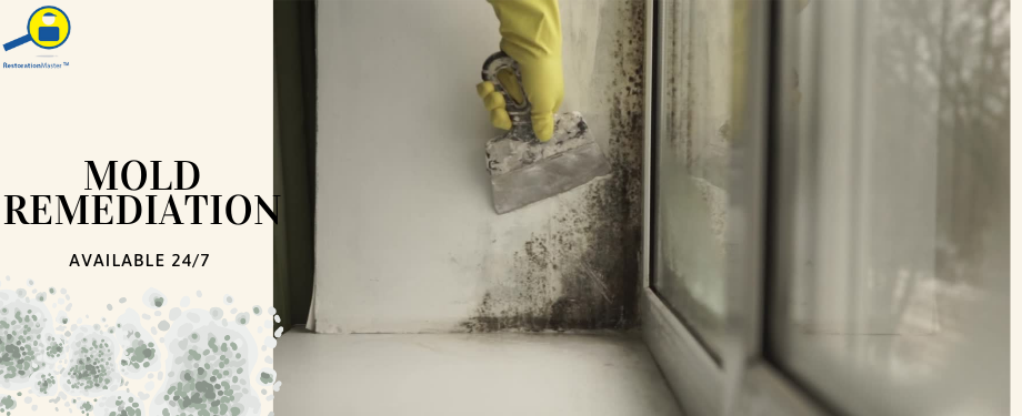 Professional Mold Removal