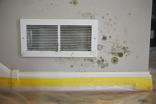 Mold Remediation in a New Port Richey