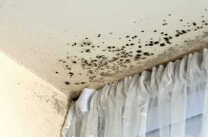 mold removal in Tehachapi, CA