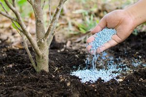 Tree-Fertilization-Services-Niles-IL