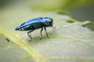 Tree-Pest-Control-Skokie-IL