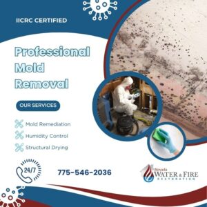 Mold Remediation in Truckee, NV