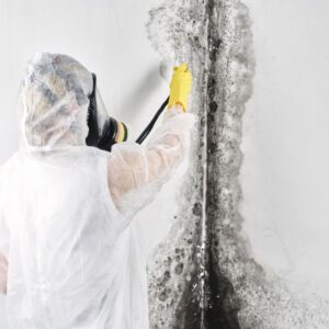 Mold Removal in Virginia City NV