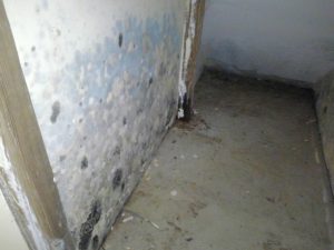 Mold-Removal-Waterford-CT