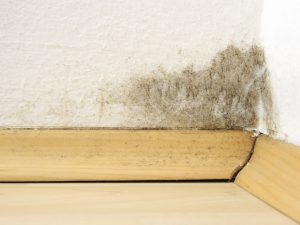 Mold on the walls