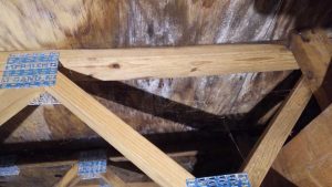 Mold-Remediation-Wood