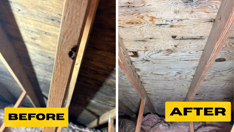 Mold Remediation in Westerly, RI