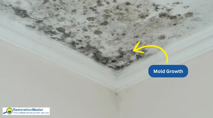 Visible mold growth on a wall in a closed-up Rhode Island vacation home