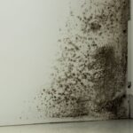 Mold Remediation for Willow Grove and Southampton, PA