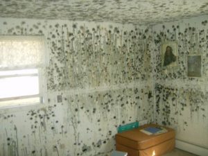 Mold Remediation – Arvada, Colorado