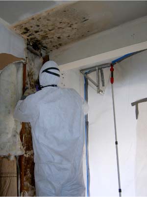 Mold Removal