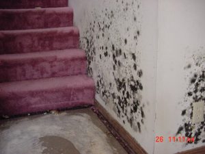 Mold Remediation Services Denver Colorado