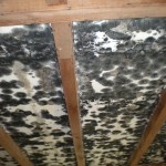 Mold Remediation – Marion, IN
