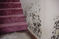 Mold Remediation Appleton WI