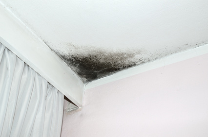 Mold Remediation in Galveston, TX