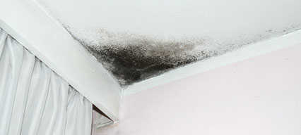 Mold Remediation - Lake Charles and Westlake LA