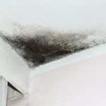 Mold Remediation Services in Bethesda, MD