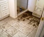 Mold Removal Services in Bethesda, MD