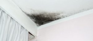 Mold Remediation Services for Summerville and Goose Creek, SC